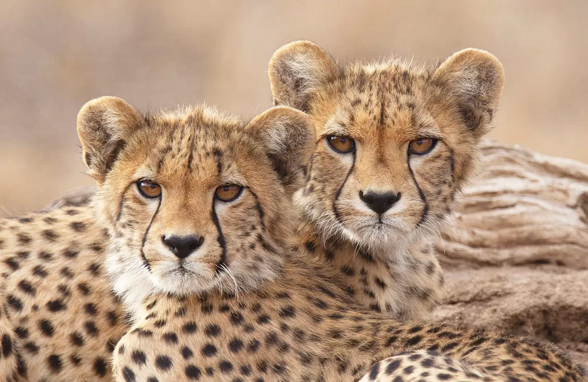 Chris-Kotze-Cheetah-cubs-Kruger