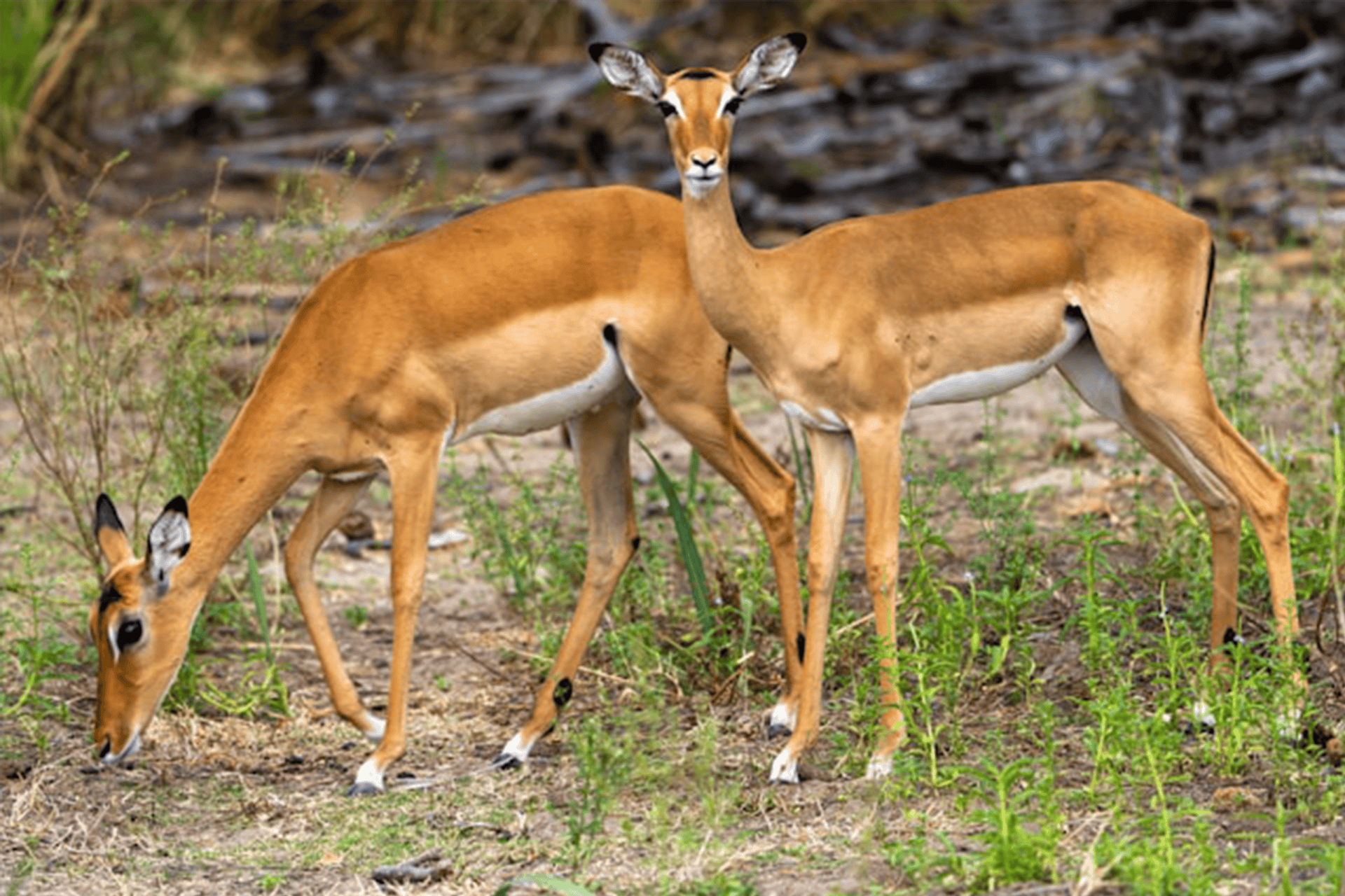 antelope