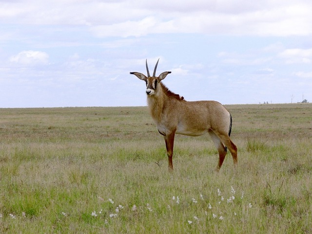 buck-214959_640