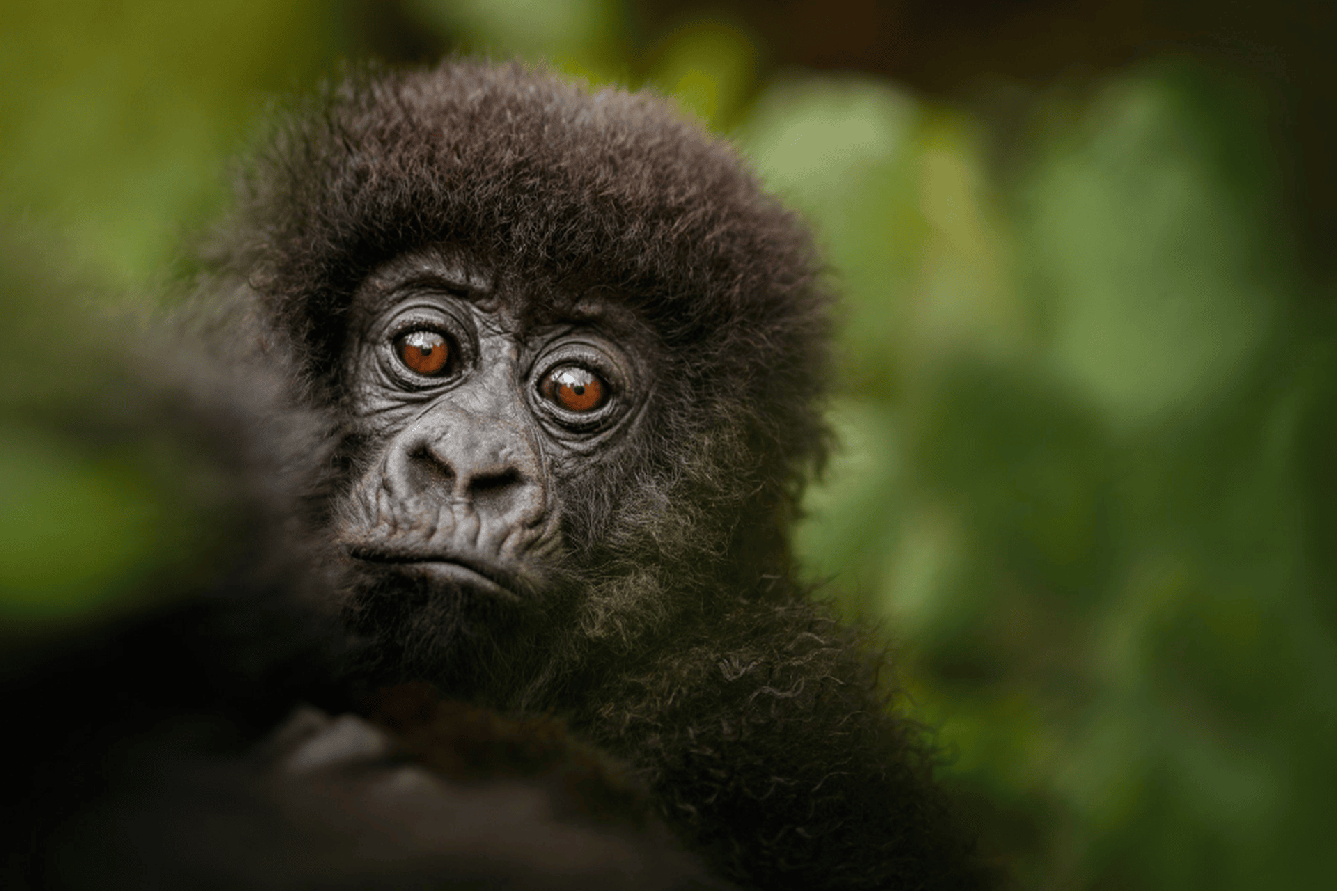 monkey