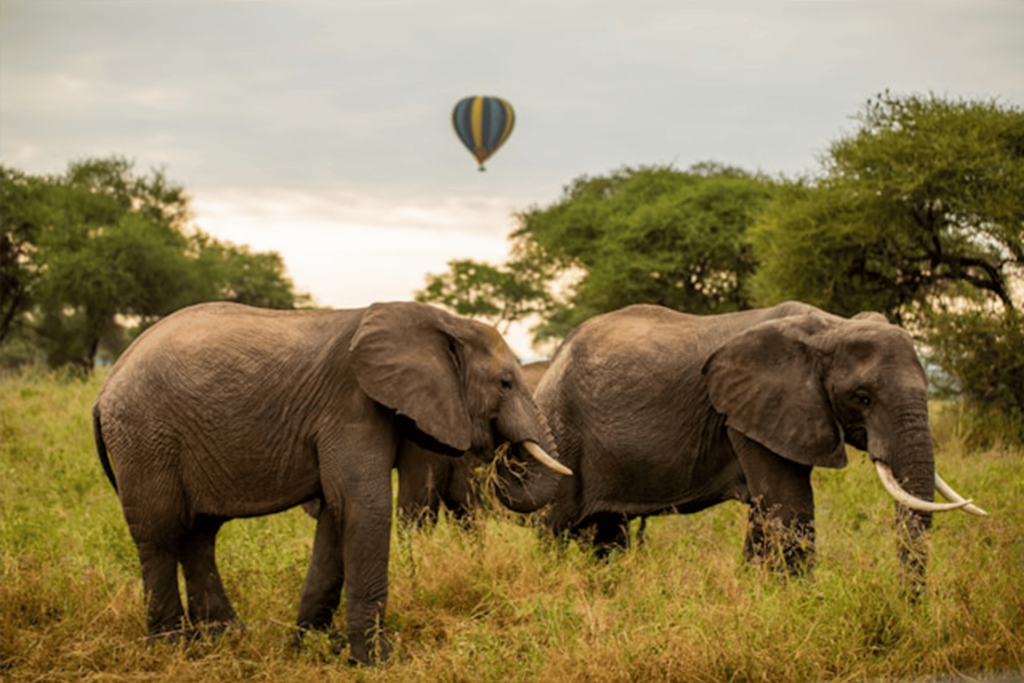 elephate
