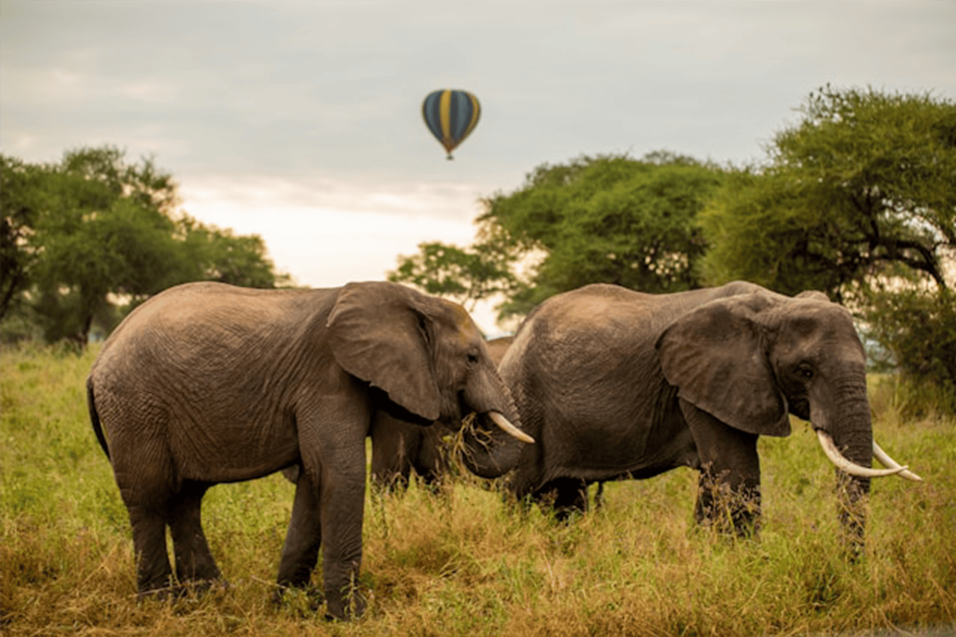 elephate