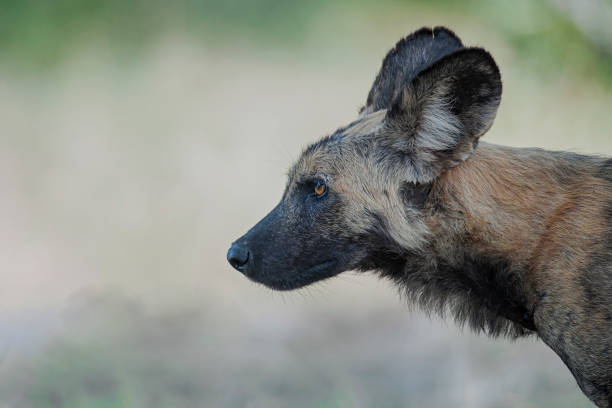 Portrait of a critically endangered African Wild Dog (Lycaon pictus). Shot in wildlife. 

Location: Nyerere National Park, formerly Selous Game Reserve, Tanzania/East Africa.