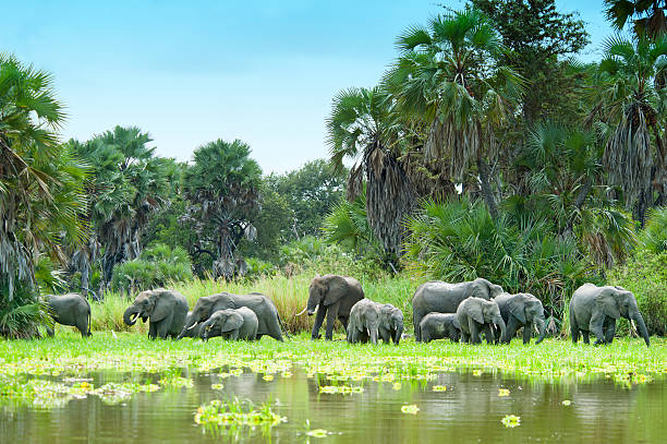A herd of African Elephants (Loxodonta) is approaching the shore of Lake Manze to drink water. Shot in wildlife at Lake Manze, Selous Game Reserve, Southern Tanzania.