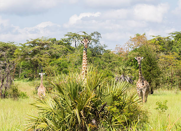 Giraffes on the savanna in Africa.